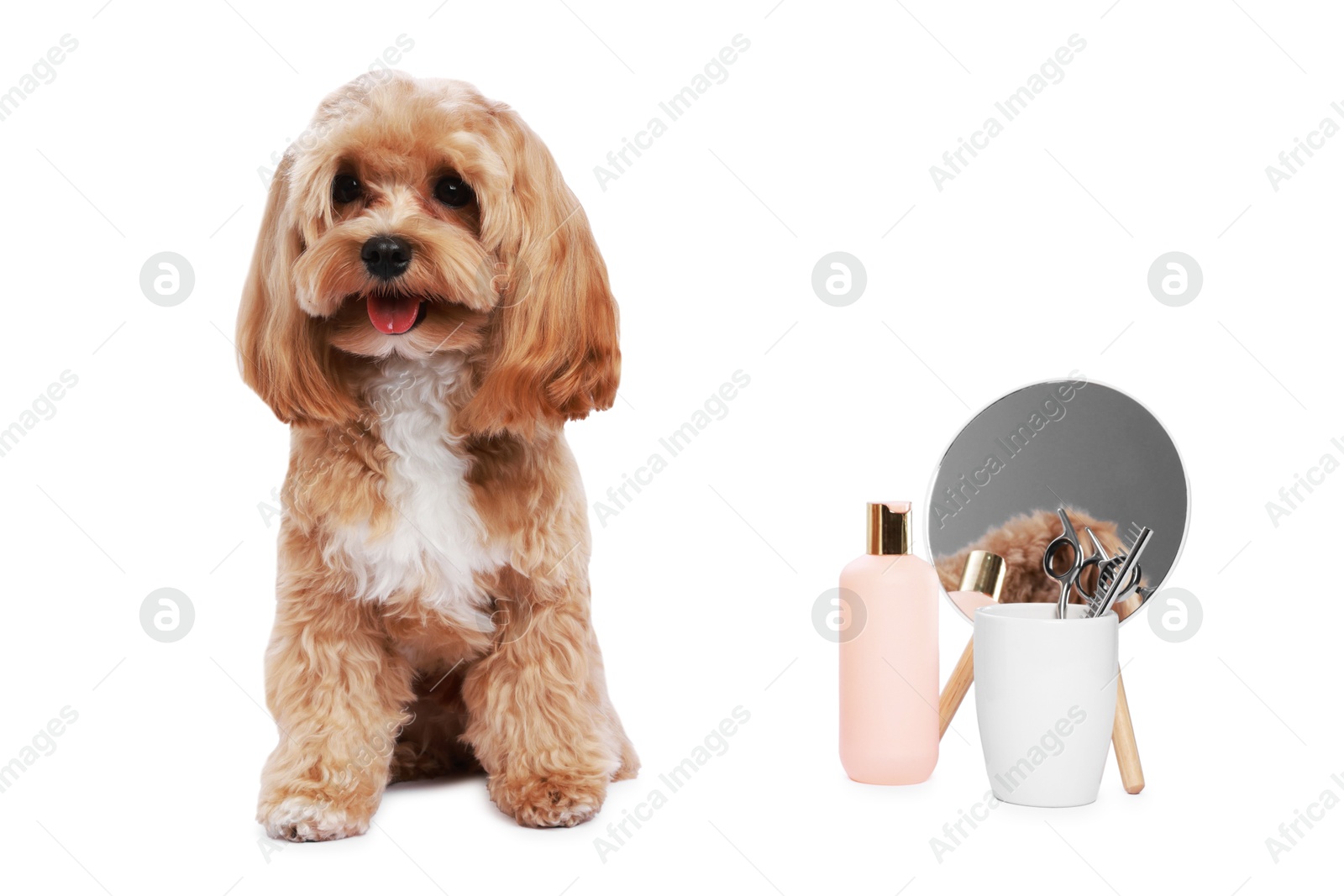 Photo of Cute dog and grooming tools on white background