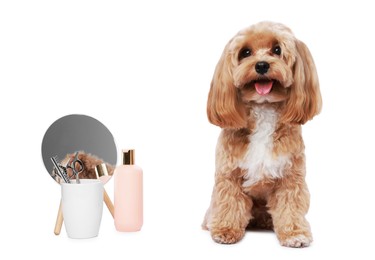 Photo of Cute dog and grooming tools on white background