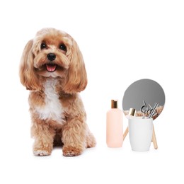 Photo of Cute dog and grooming tools on white background