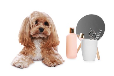 Photo of Cute dog and grooming tools on white background