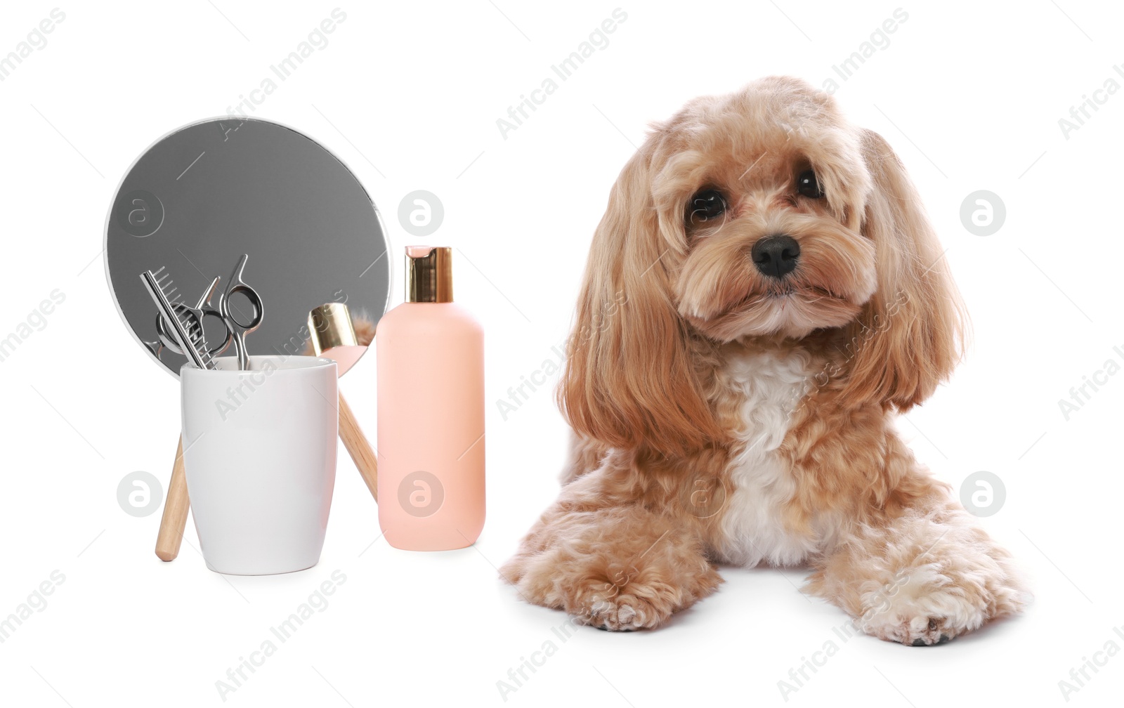 Photo of Cute dog and grooming tools on white background