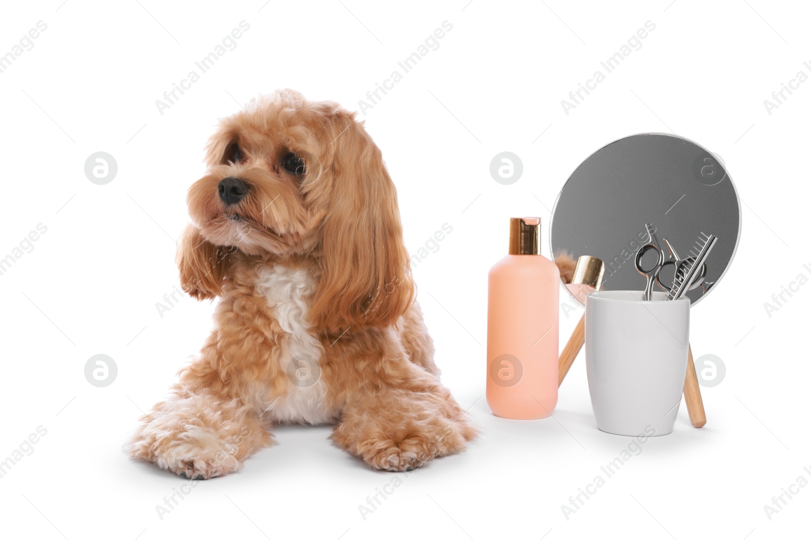 Photo of Cute dog and grooming tools on white background