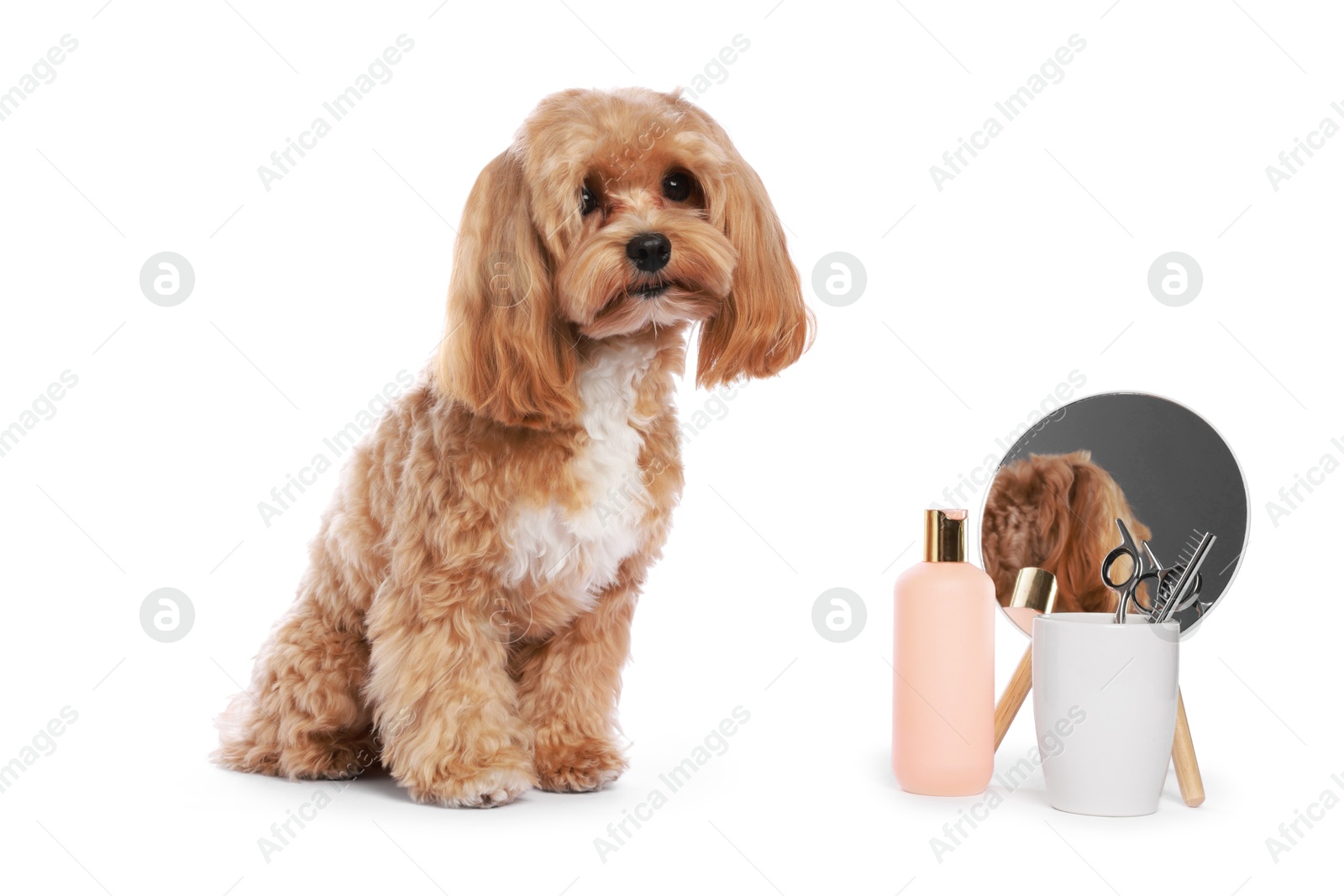 Photo of Cute dog and grooming tools on white background