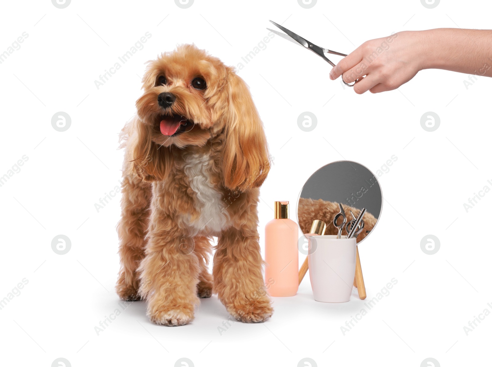 Photo of Woman with scissors and cute dog on white background, closeup. Pet grooming