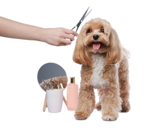 Photo of Woman with scissors and cute dog on white background, closeup. Pet grooming