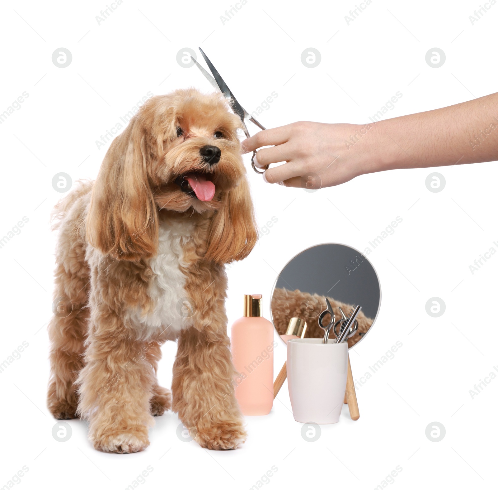 Photo of Woman with scissors and cute dog on white background, closeup. Pet grooming