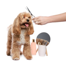 Photo of Woman with scissors and cute dog on white background, closeup. Pet grooming