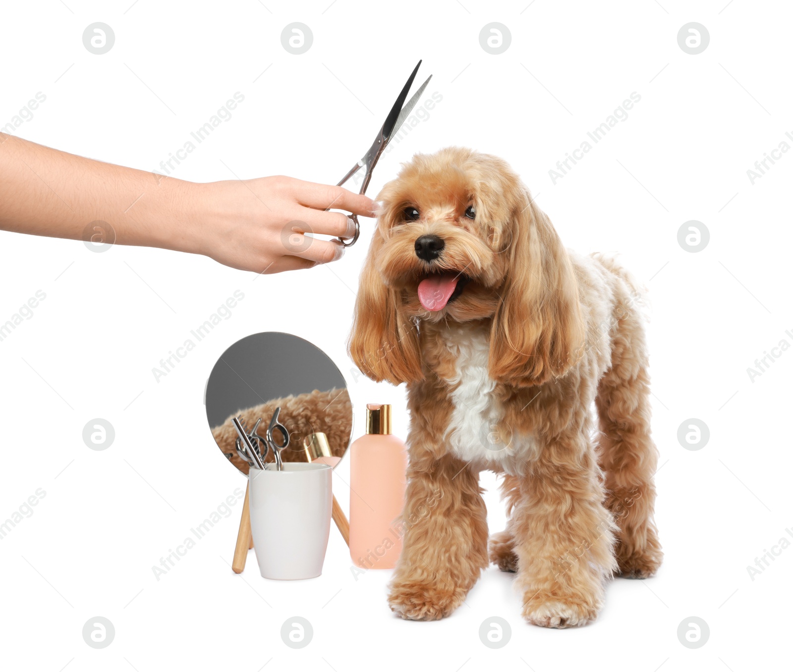 Photo of Woman with scissors and cute dog on white background, closeup. Pet grooming