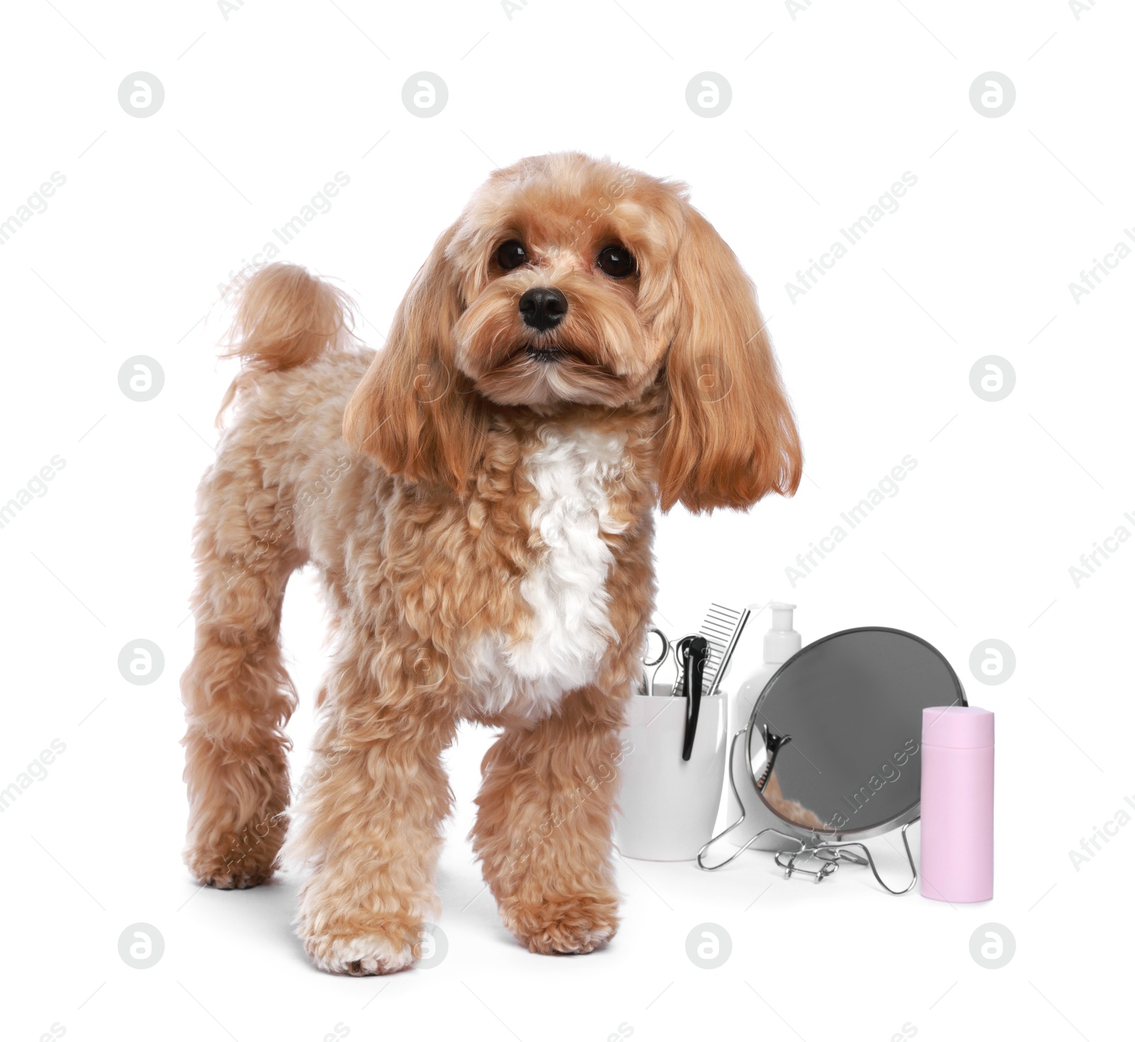 Photo of Cute dog and grooming tools on white background