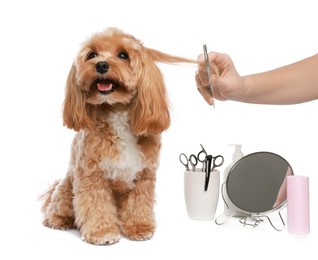 Photo of Woman brushing cute dog with comb on white background, closeup. Pet grooming