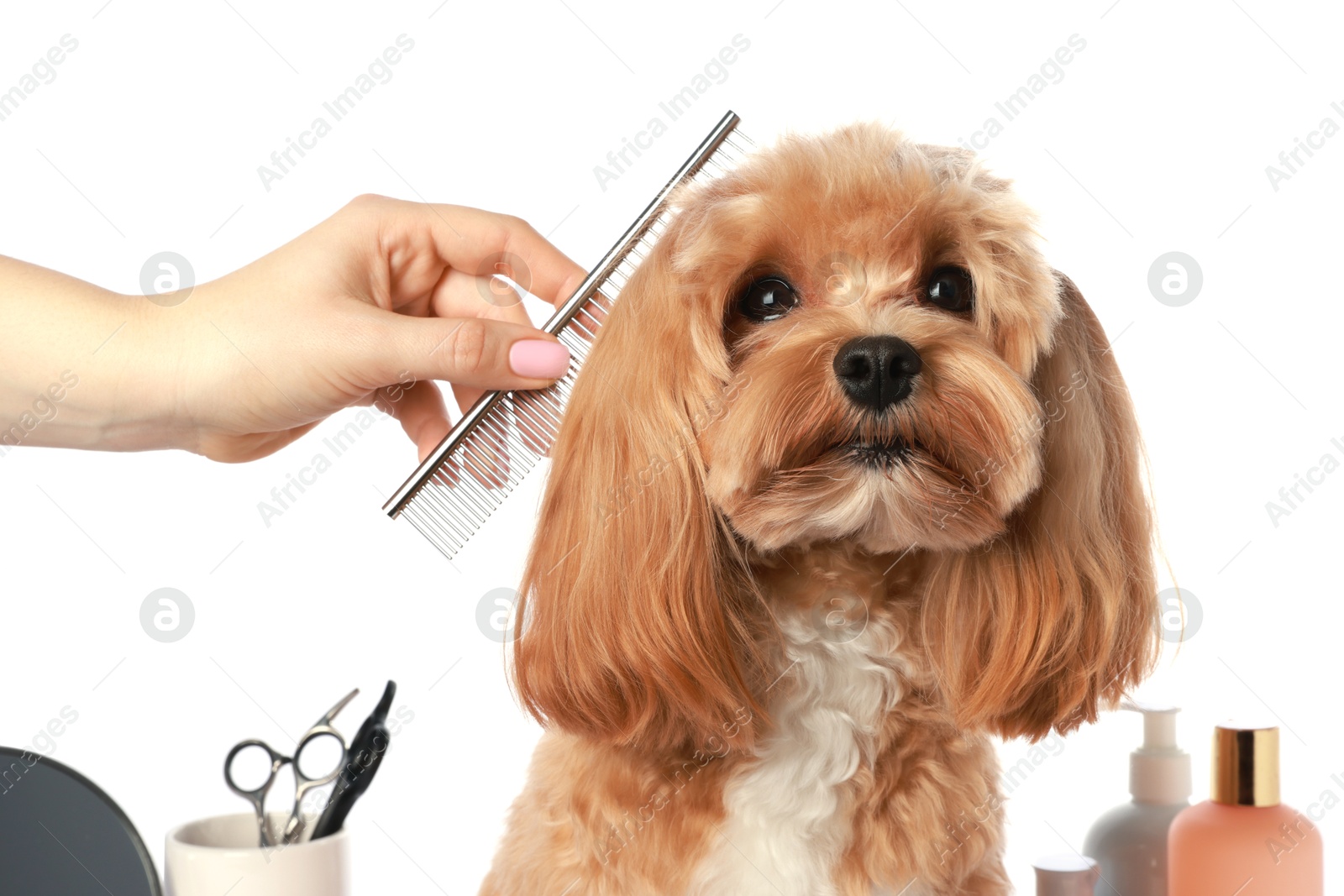 Photo of Woman brushing cute dog with comb on white background, closeup. Pet grooming