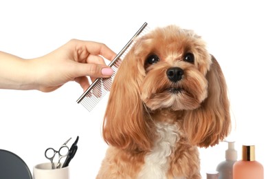 Photo of Woman brushing cute dog with comb on white background, closeup. Pet grooming