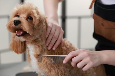 Photo of Woman brushing cute dog with comb indoors, closeup. Pet grooming