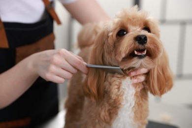 Photo of Woman brushing cute dog with comb indoors, closeup. Pet grooming