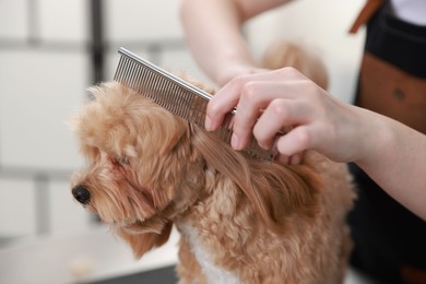 Photo of Woman brushing cute dog with comb indoors, closeup. Pet grooming