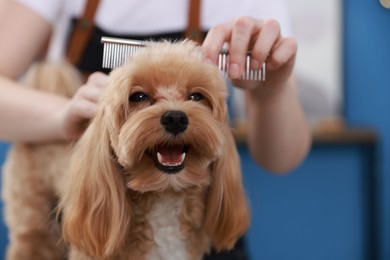 Photo of Woman brushing cute dog with comb indoors, closeup. Pet grooming