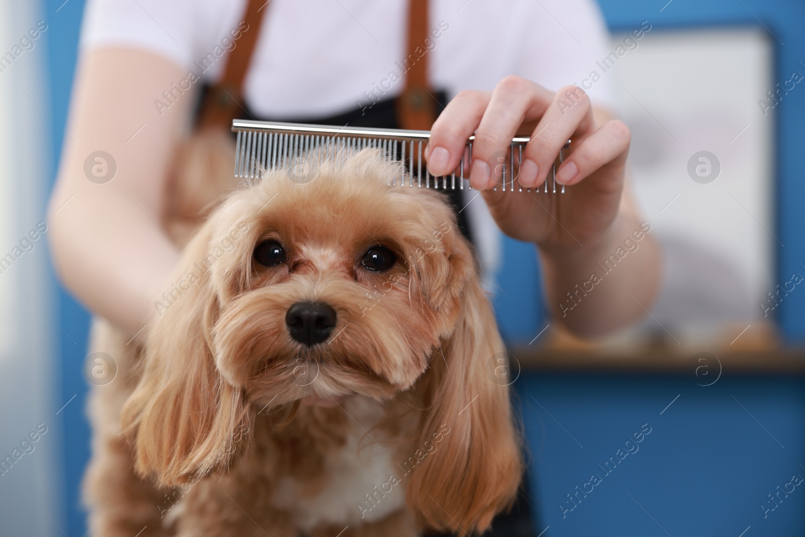 Photo of Woman brushing cute dog with comb indoors, closeup. Pet grooming