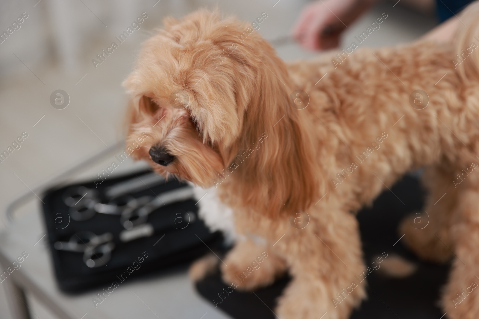 Photo of Cute dog on table in grooming salon, closeup