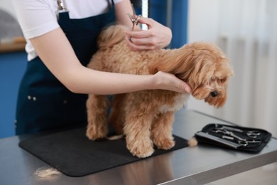 Photo of Woman cutting dog's hair with scissors indoors, closeup. Pet grooming