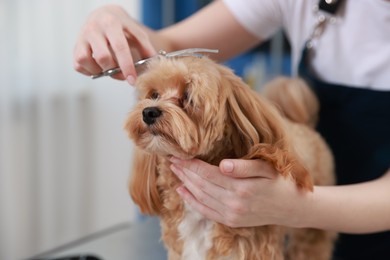 Photo of Woman cutting dog's hair with scissors indoors, closeup. Pet grooming