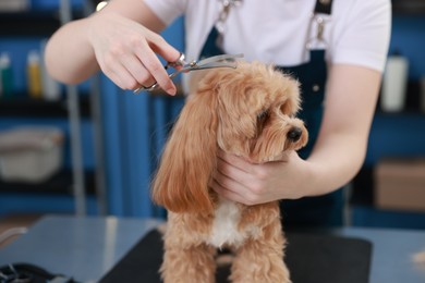 Photo of Woman cutting dog's hair with scissors indoors, closeup. Pet grooming