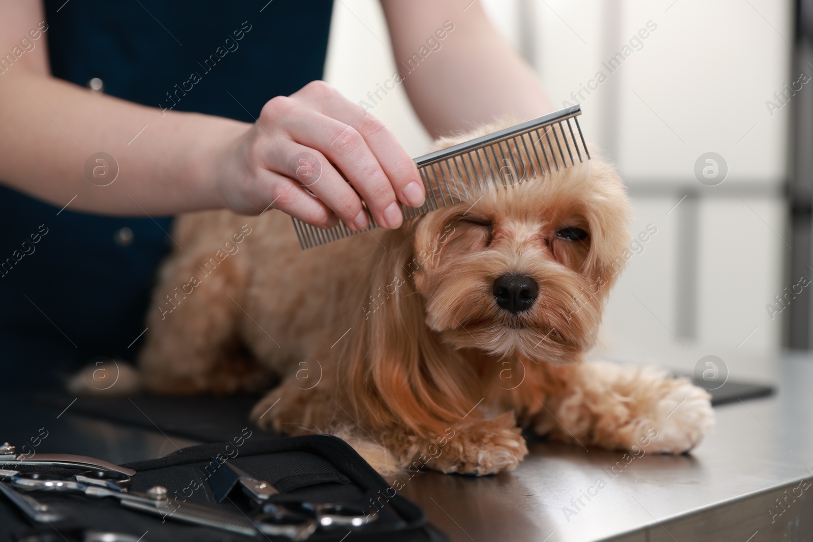 Photo of Woman brushing cute dog with comb indoors, closeup. Pet grooming