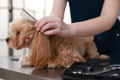 Photo of Woman brushing cute dog with comb indoors, closeup. Pet grooming