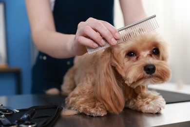 Photo of Woman brushing cute dog with comb indoors, closeup. Pet grooming