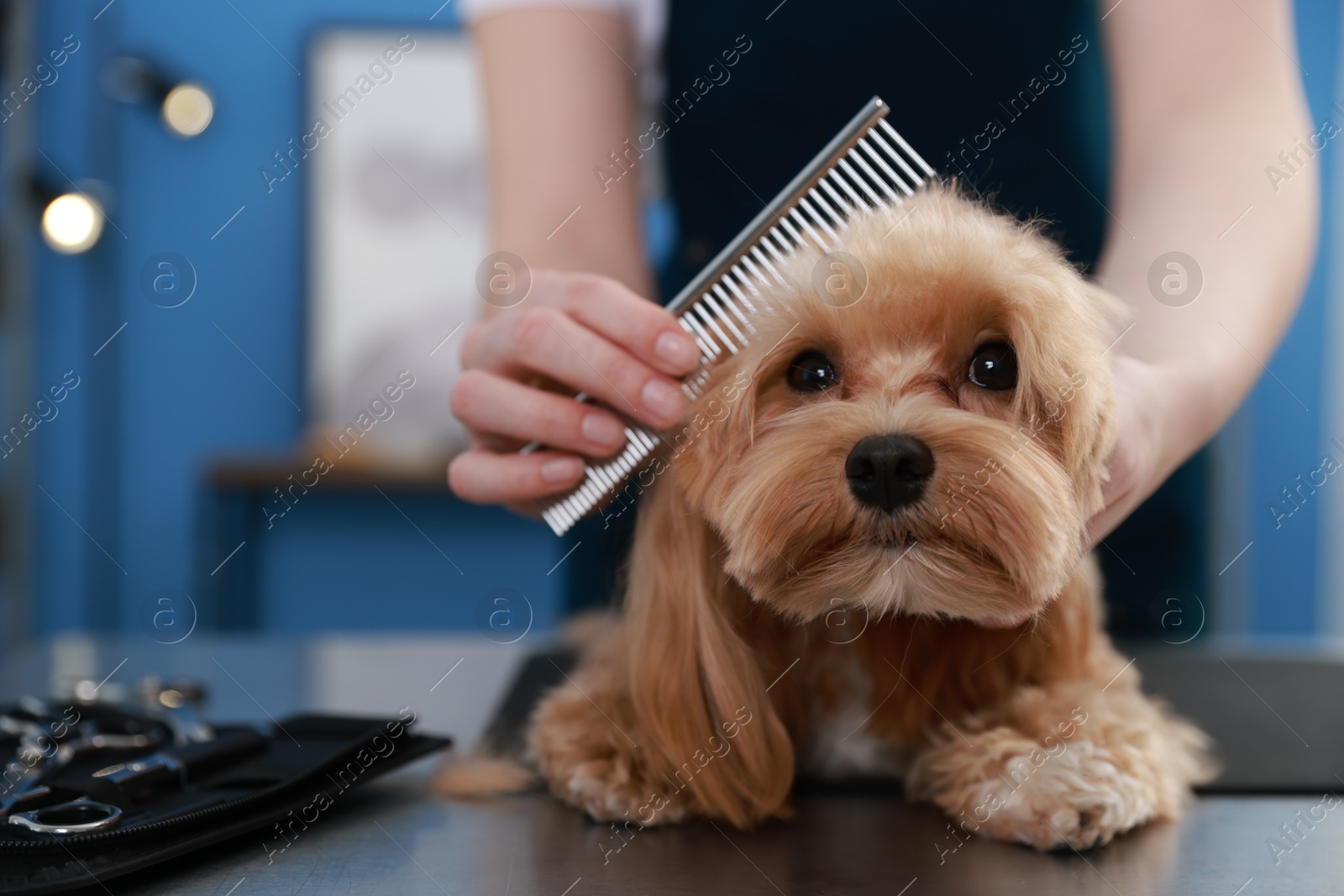 Photo of Woman brushing cute dog with comb indoors, closeup. Pet grooming