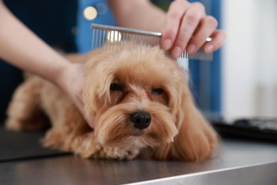 Photo of Woman brushing cute dog with comb indoors, closeup. Pet grooming