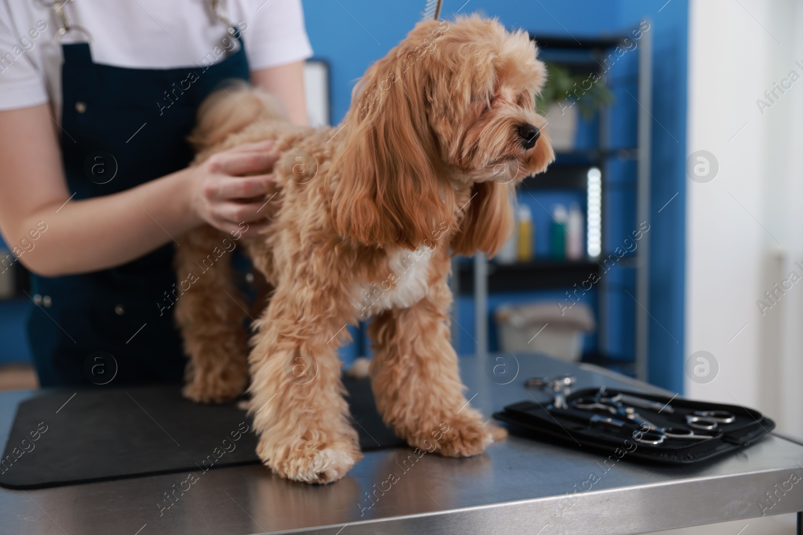 Photo of Woman brushing cute dog with comb indoors, closeup. Pet grooming