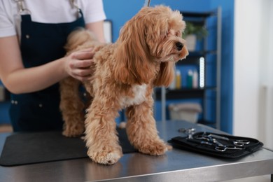 Photo of Woman brushing cute dog with comb indoors, closeup. Pet grooming