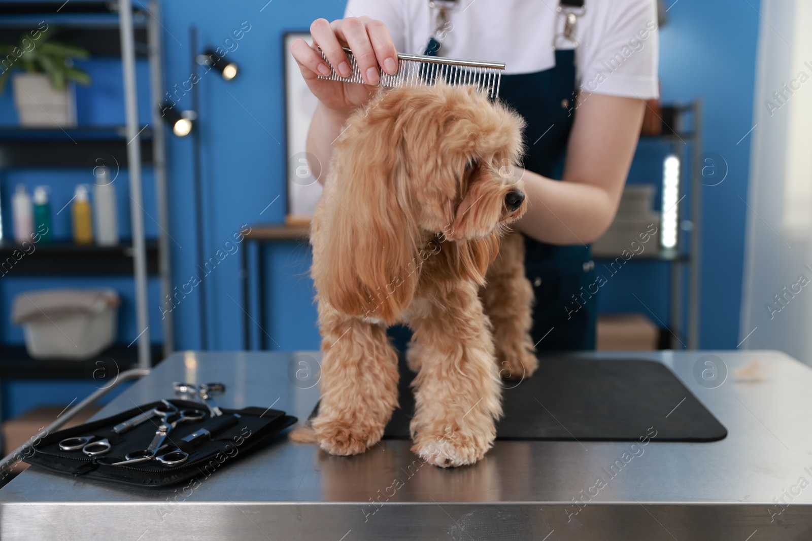 Photo of Woman brushing cute dog with comb indoors, closeup. Pet grooming