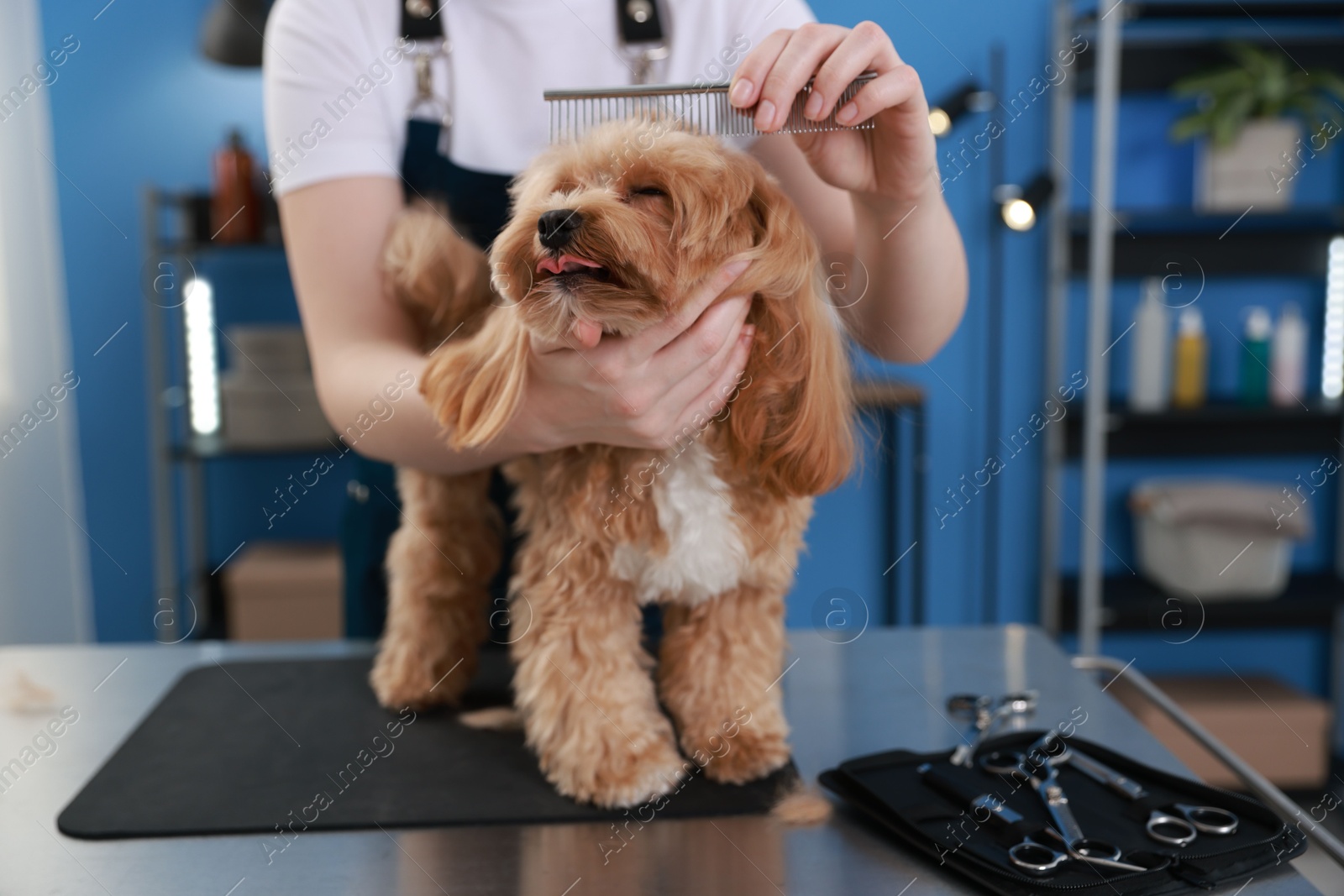 Photo of Woman brushing cute dog with comb indoors, closeup. Pet grooming