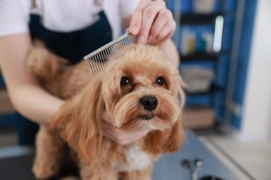 Photo of Woman brushing cute dog with comb indoors, closeup. Pet grooming