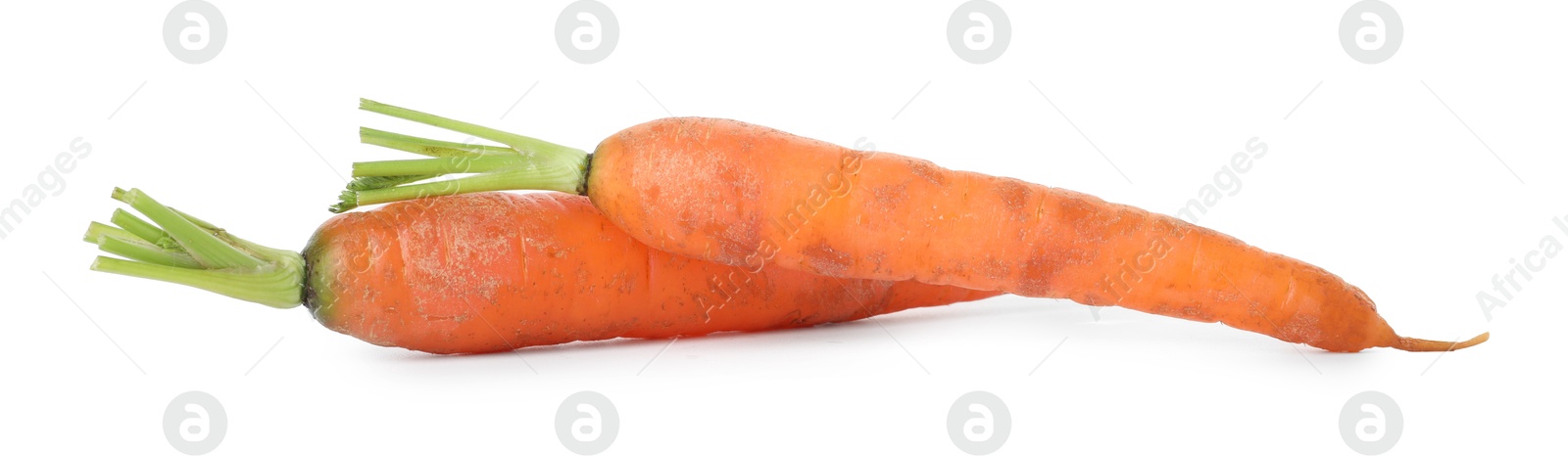 Photo of Fresh carrots isolated on white. Root vegetable