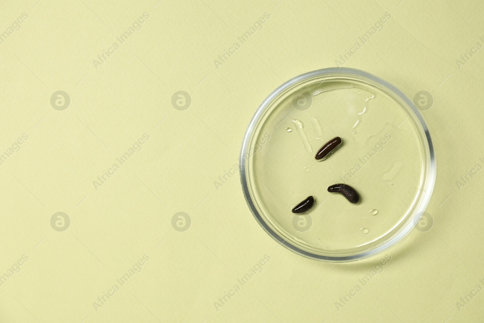 Photo of Medicinal leeches in Petri dish on light green background, top view. Space for text