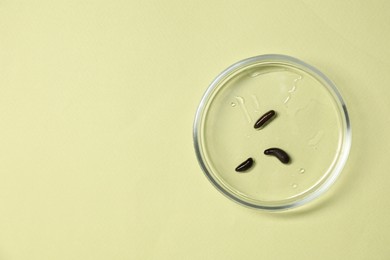 Photo of Medicinal leeches in Petri dish on light green background, top view. Space for text