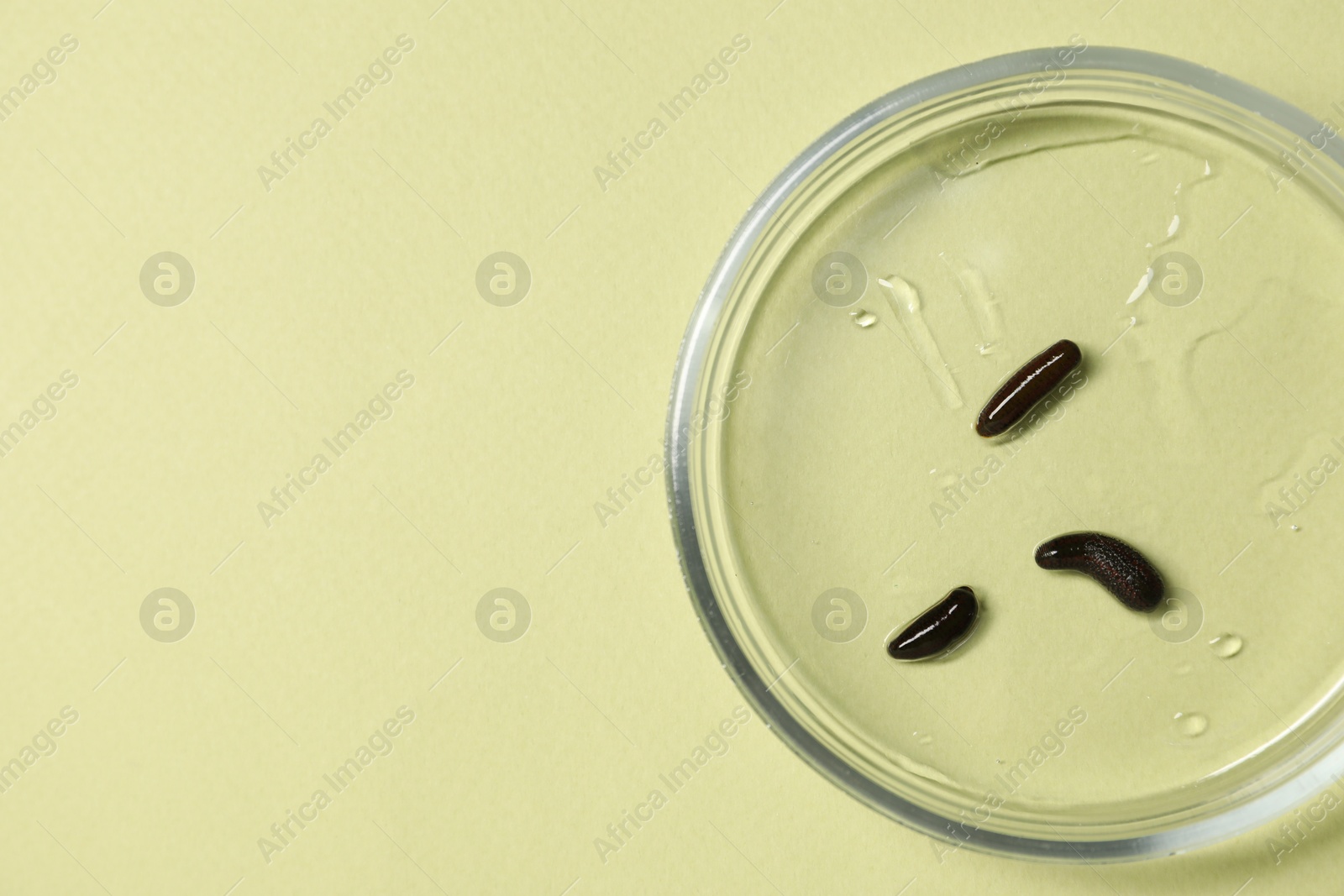 Photo of Medicinal leeches in Petri dish on light green background, top view. Space for text