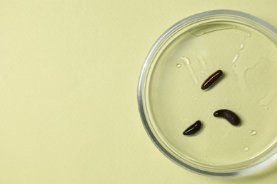 Photo of Medicinal leeches in Petri dish on light green background, top view. Space for text