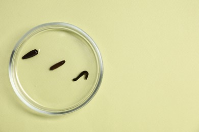 Photo of Medicinal leeches in Petri dish on light green background, top view. Space for text