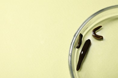 Photo of Medicinal leeches in Petri dish on light green background, top view. Space for text