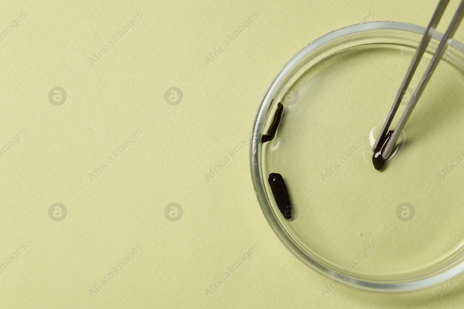 Photo of Taking medicinal leech from Petri dish with tweezers on light green background, top view. Space for text