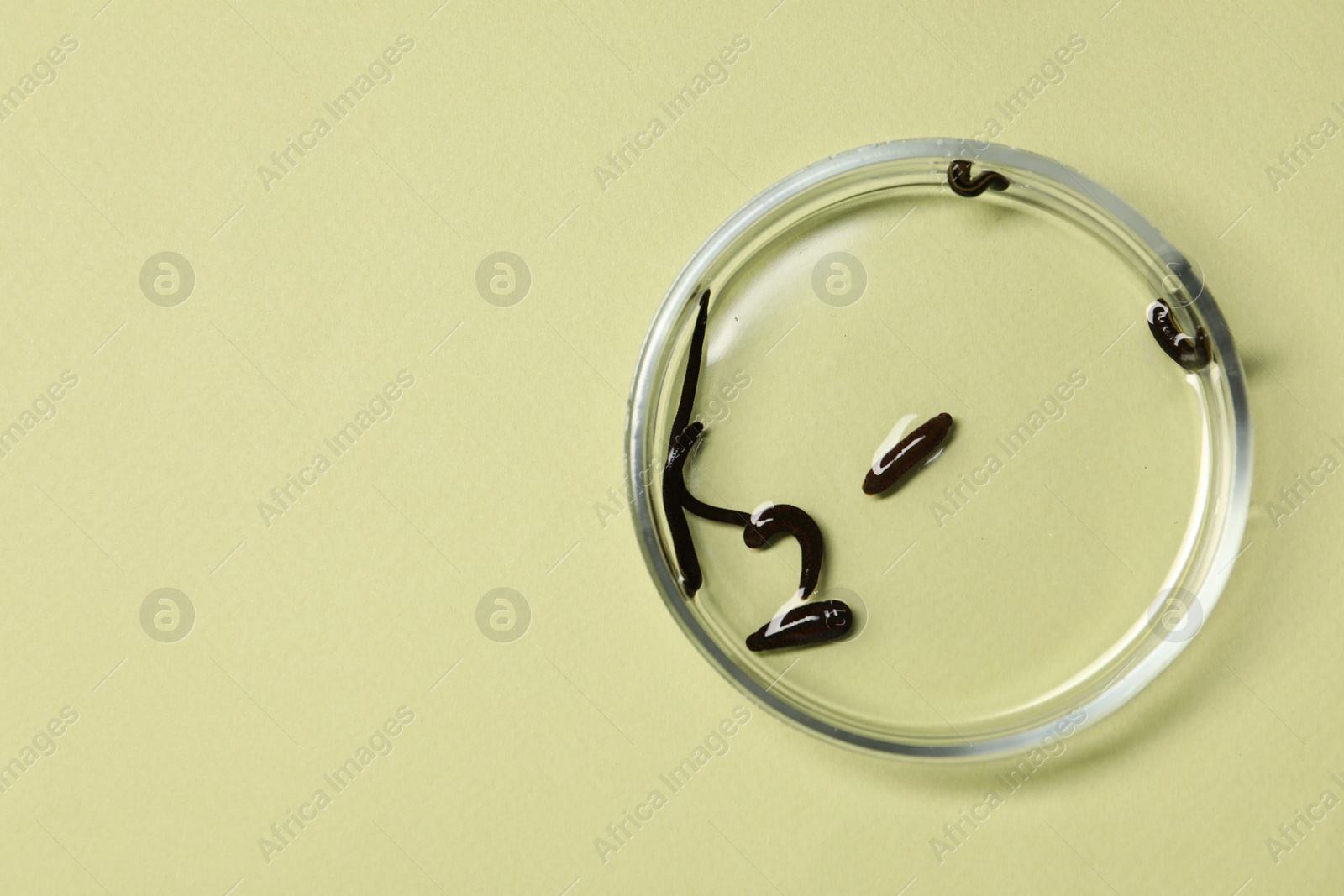 Photo of Medicinal leeches in Petri dish on light green background, top view. Space for text