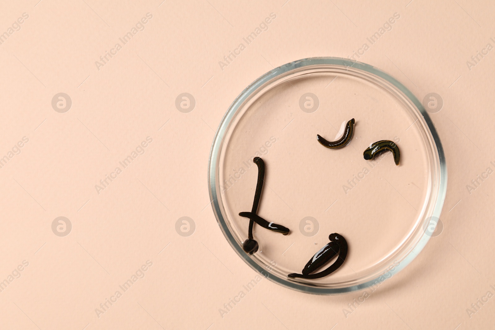 Photo of Medicinal leeches in Petri dish on light pink background, top view. Space for text