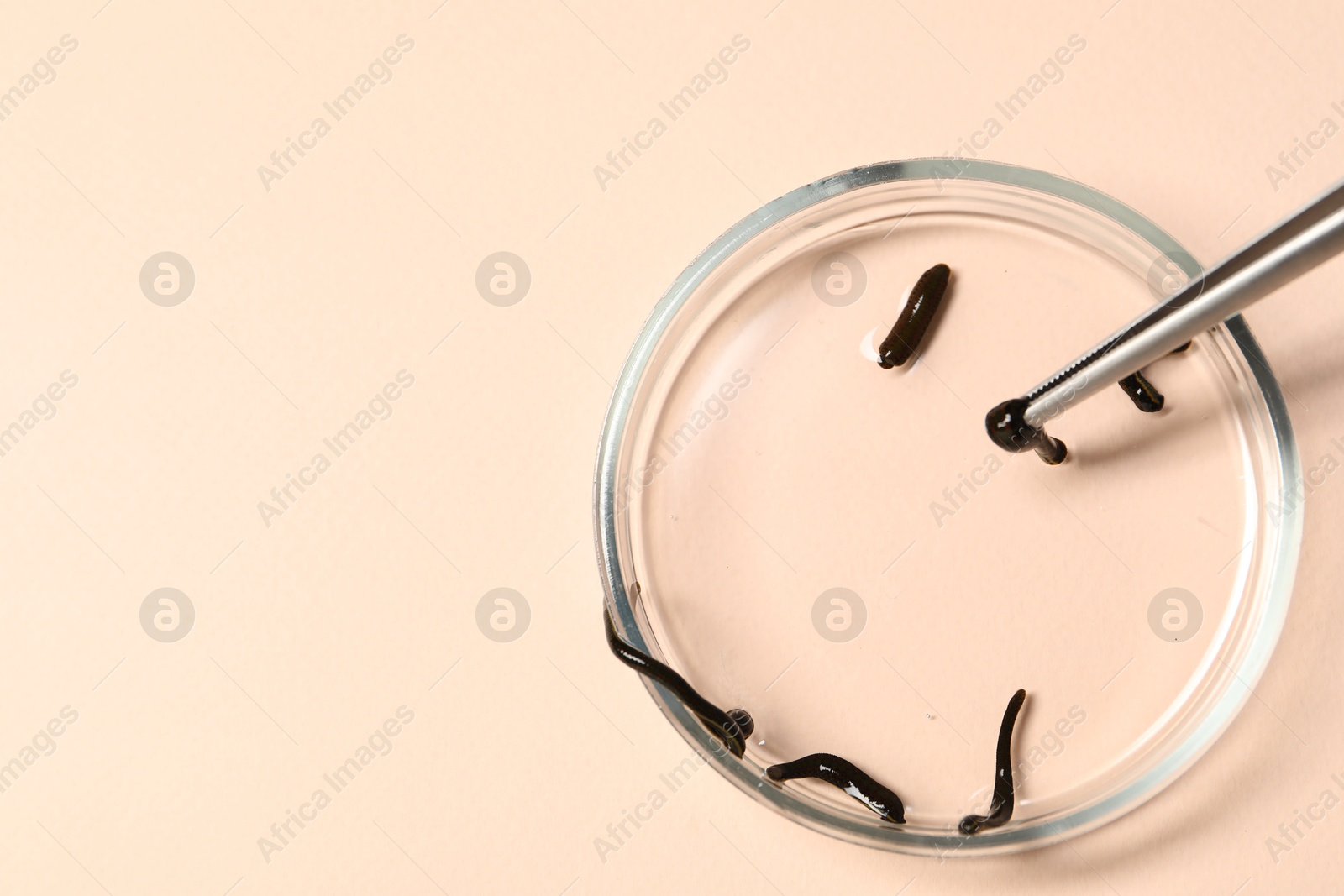 Photo of Taking medicinal leech from Petri dish with tweezers on light pink background, top view. Space for text