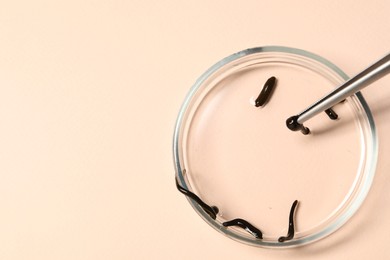 Photo of Taking medicinal leech from Petri dish with tweezers on light pink background, top view. Space for text