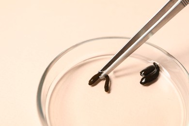 Photo of Taking medicinal leech from Petri dish with tweezers on light pink background, closeup