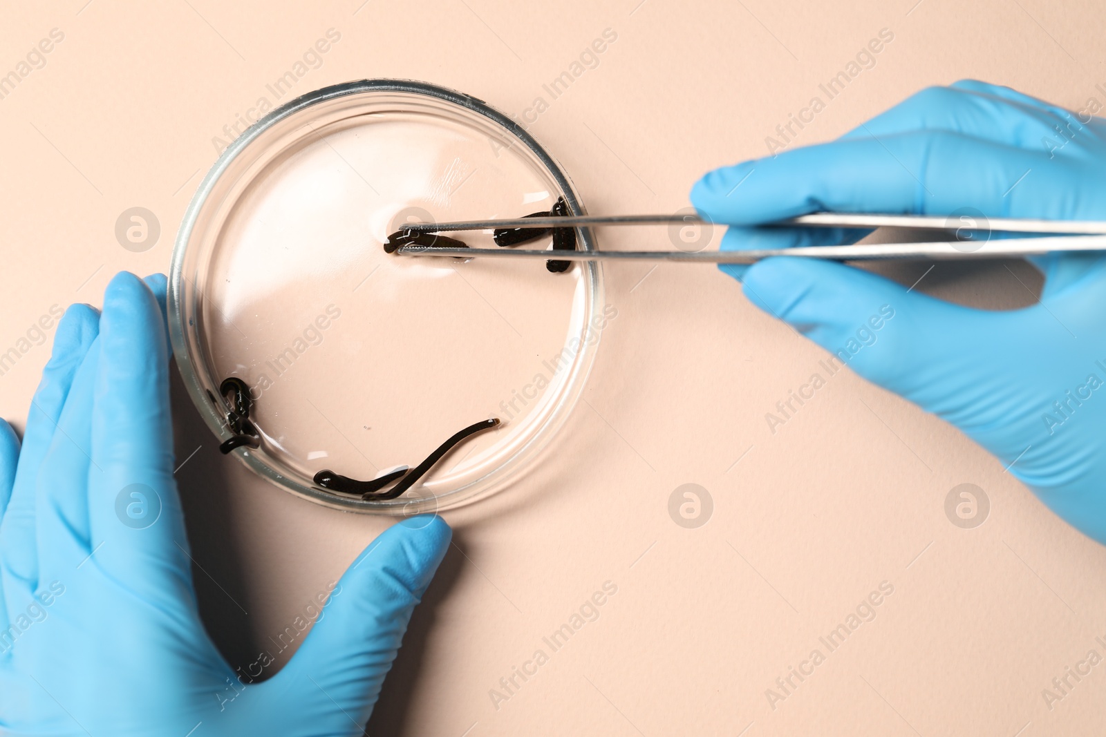 Photo of Doctor taking medicinal leech from Petri dish with tweezers on light pink background, top view