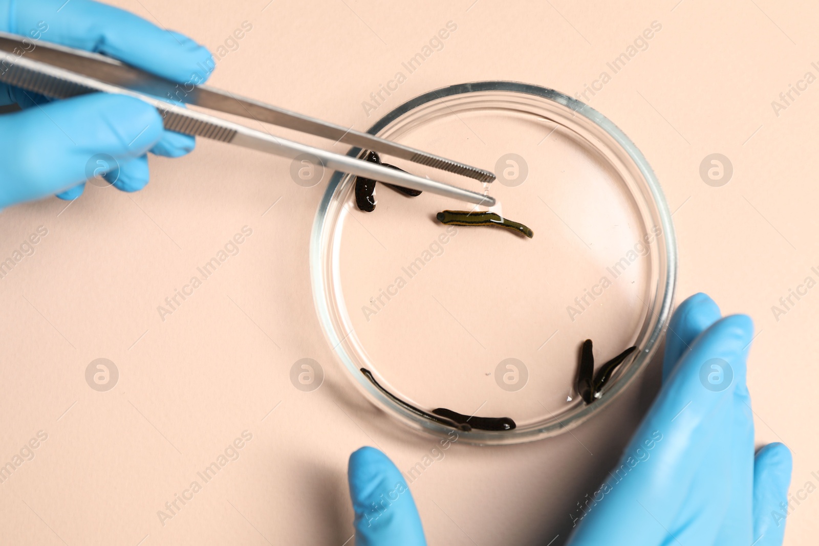 Photo of Doctor taking medicinal leech from Petri dish with tweezers on light pink background, top view